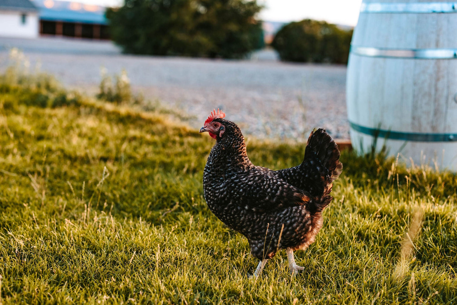 Pastured Chicken - Coming Soon!